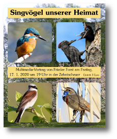 singvoegel