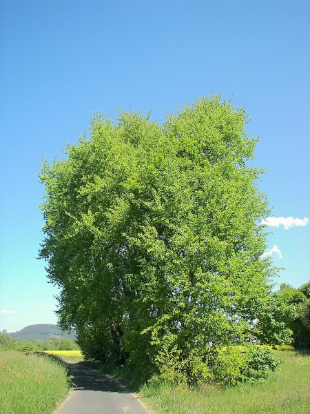 200226_Zitterpappel_1